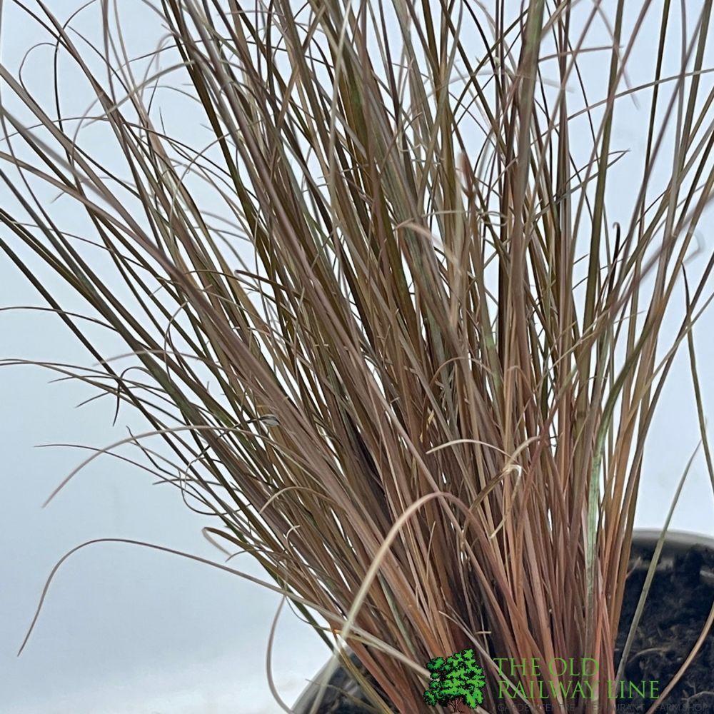 Carex 'Comans Bronze' 2Ltr Pot