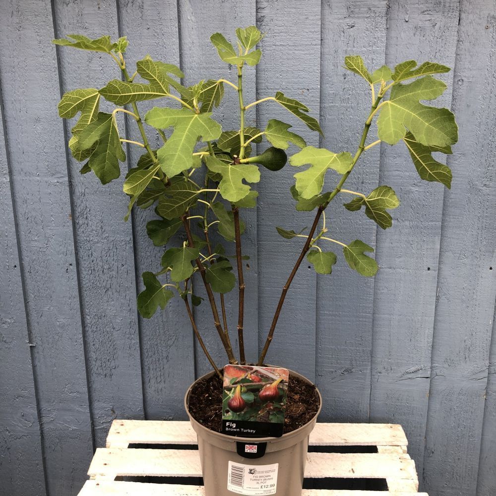'Brown Turkey' Fig Fruit Tree - 3 Ltr Pot