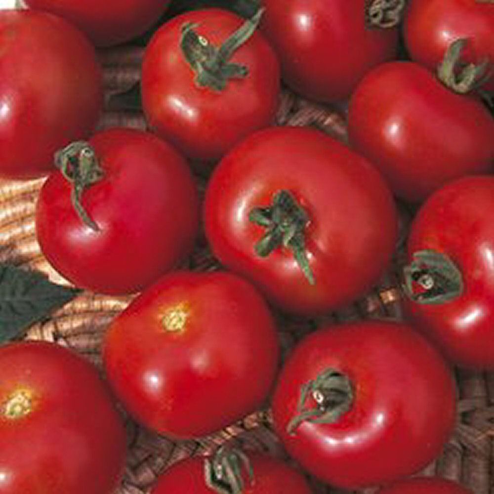 Tomato Plant 'Moneymaker' 9cm Pot