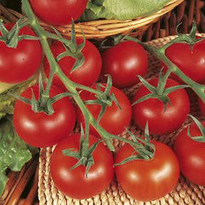 Tomato Plant 'Shirley' 9cm Pot