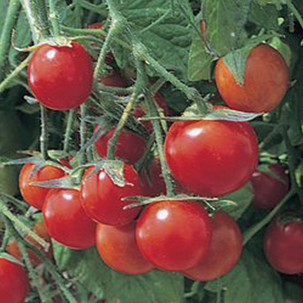 Tomato Plant 'Tumbling Tom Red' 9cm Pot