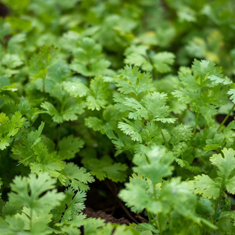 Coriander Herb Plant 1Ltr Pot