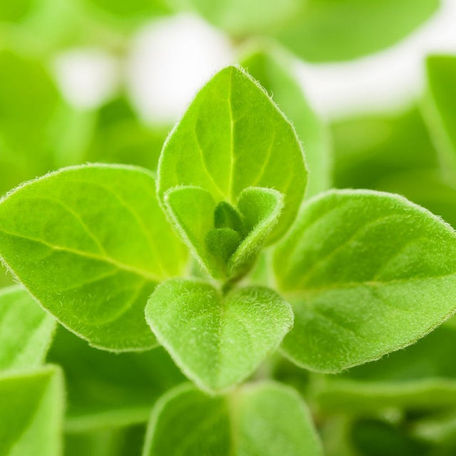 Marjoram French 1 Litre Pot