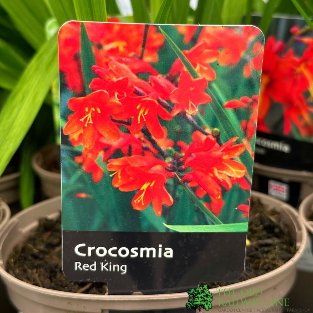 Crocosmia 'Red King' 2Ltr Pot