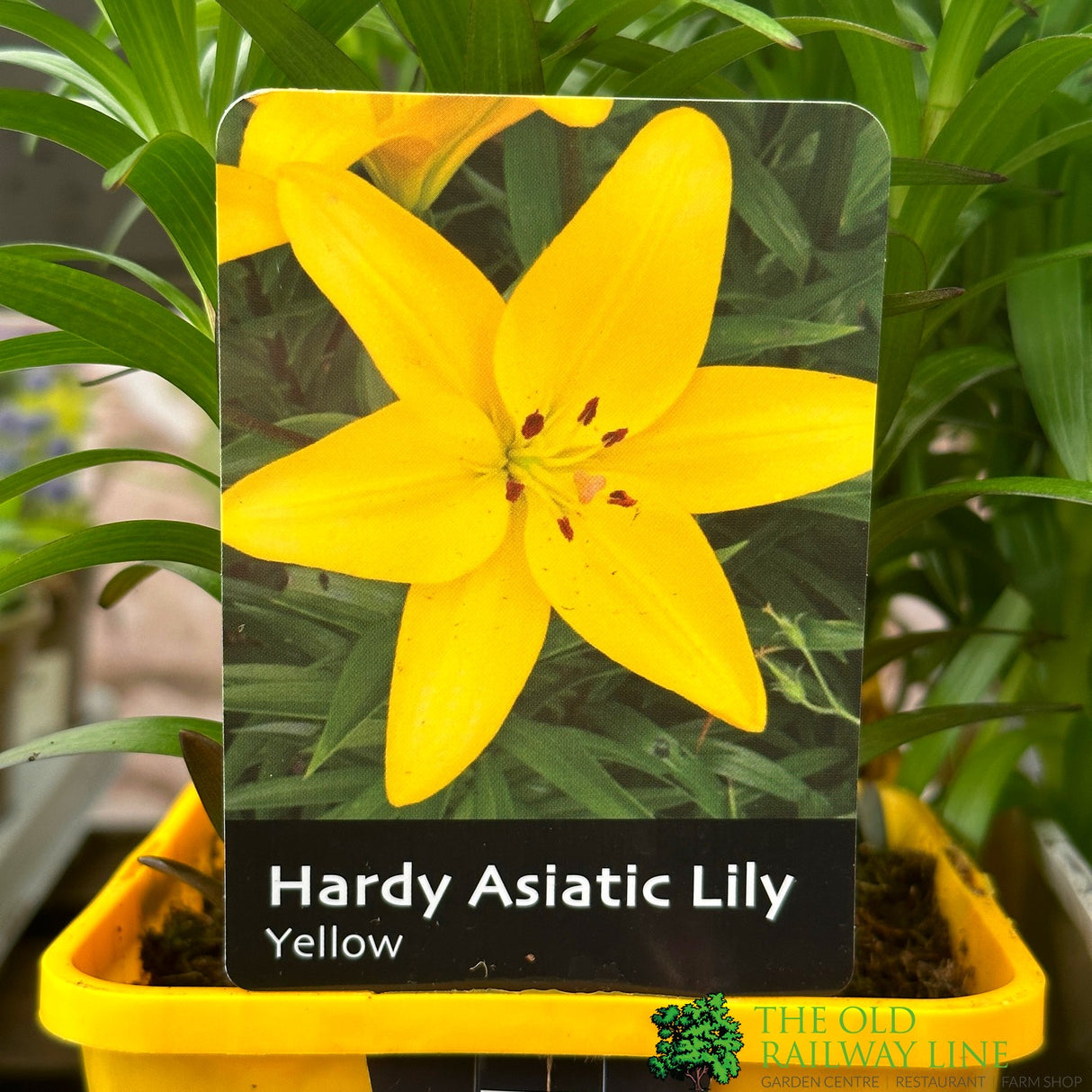 Lily Asiatic 'Yellow' 1.4Ltr Pot