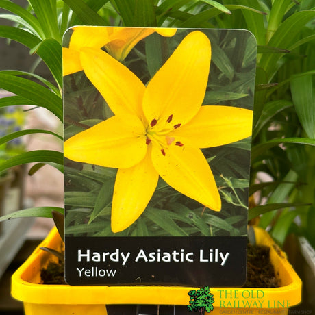 Lily Asiatic 'Yellow' 1.4Ltr Pot