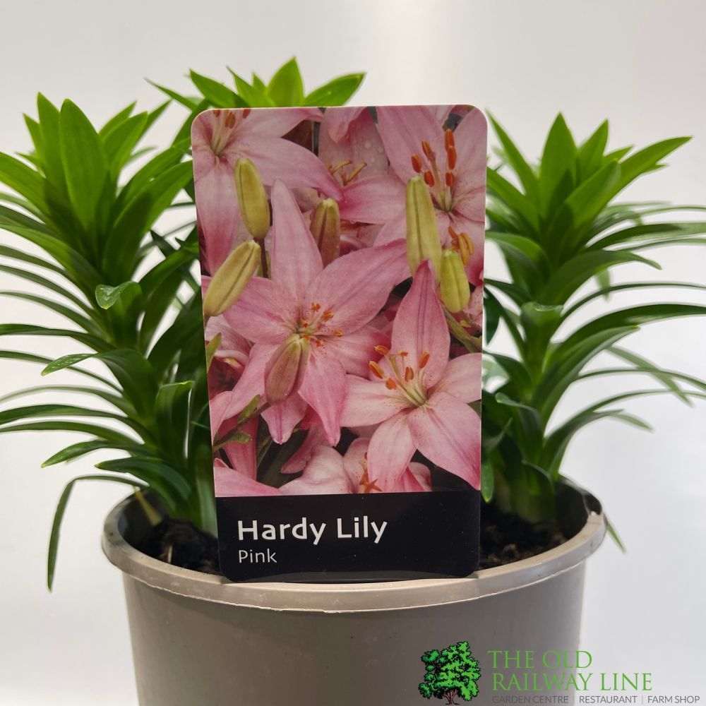 Hardy Lily 'Pink' 3Ltr Pot