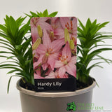Hardy Lily 'Pink' 3Ltr Pot