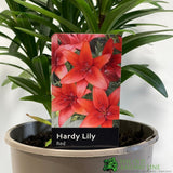 Hardy Lily 'Red' 3Ltr Pot