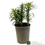 Hardy Lily 'White' 3Ltr Pot