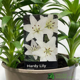 Hardy Lily 'White' 3Ltr Pot
