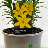 Hardy Lily 'Yellow' 3Ltr Pot