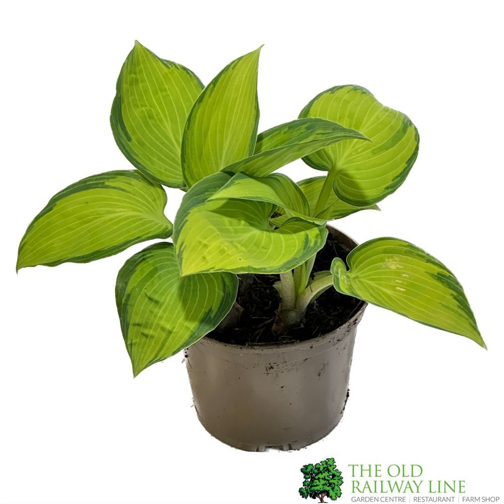 Hosta 'June' 1Ltr Pot