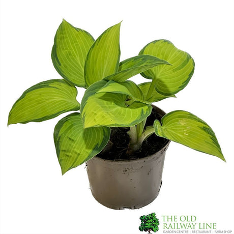 Hosta 'June' 1Ltr Pot