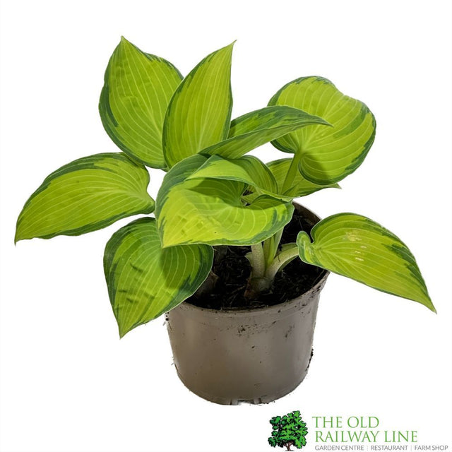 Hosta 'June' 1Ltr Pot