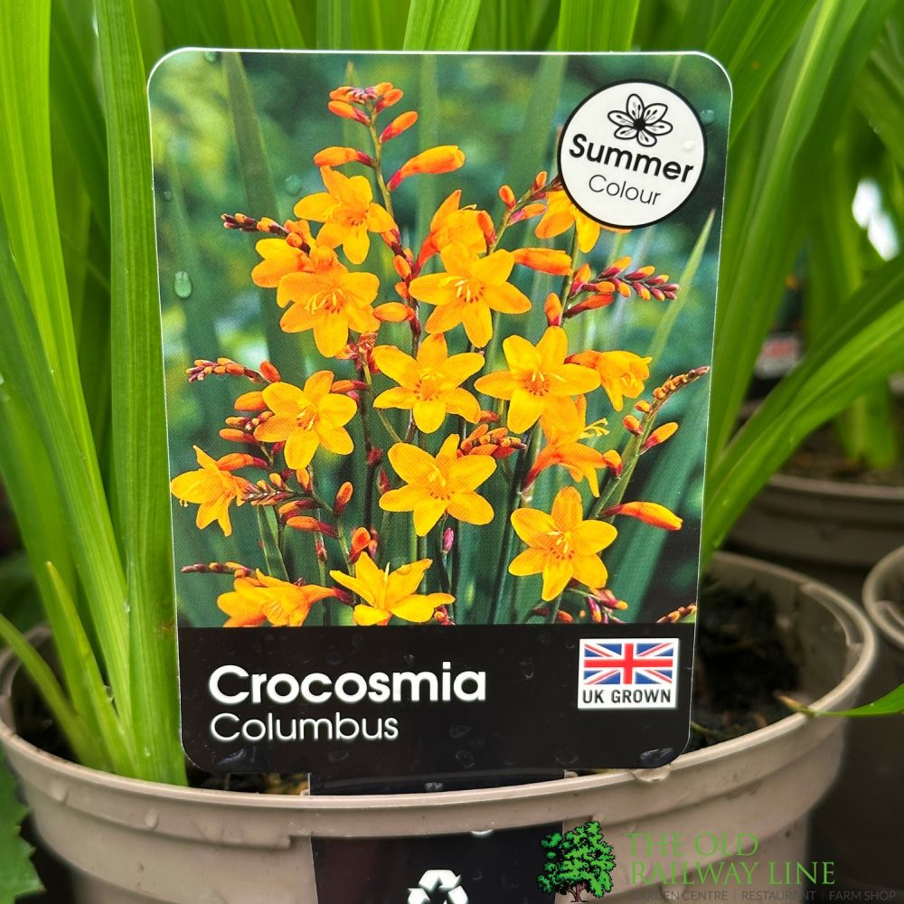 Crocosmia 'Columbus' 2Ltr Pot