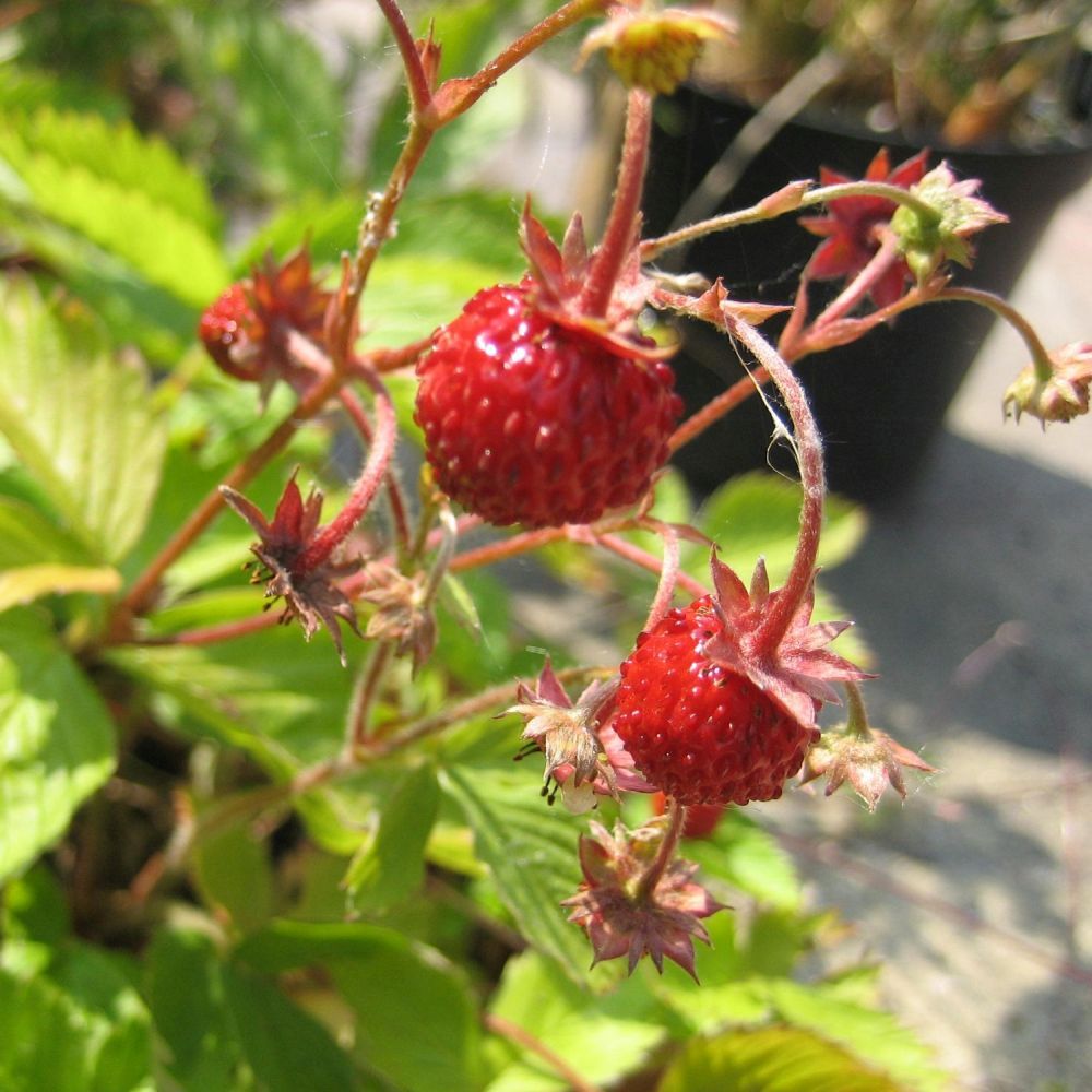 Apline Strawberry Plant 1Ltr pot