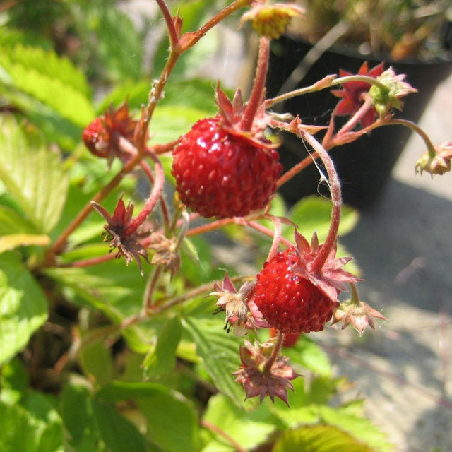 Apline Strawberry Plant 1Ltr pot