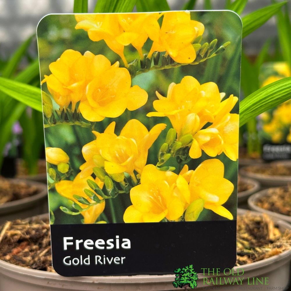 Freesia 'Gold River' Plant  2Ltr Pot
