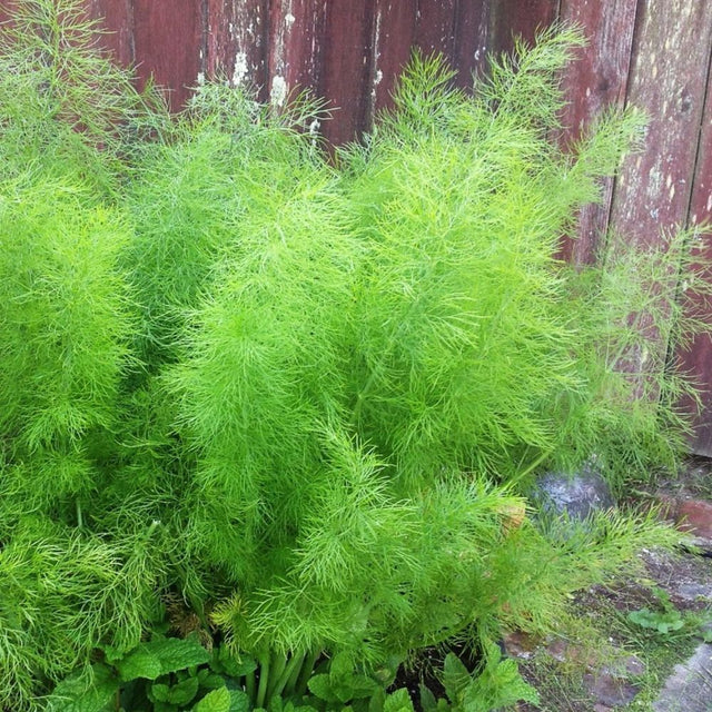 Fennel Green 1 Litre Pot