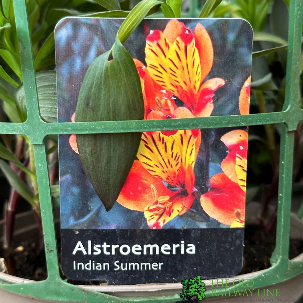 Alstroemeria 'Indian Summer' Peruvian Lily 3Ltr Pot