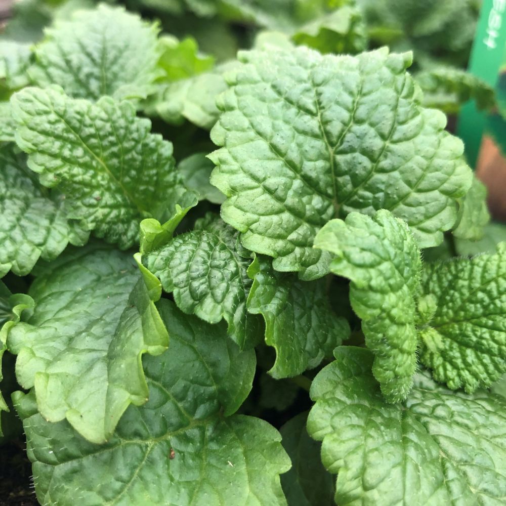 Lemon Balm Herb 1 Ltr Pot