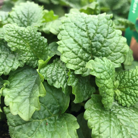 Lemon Balm Herb 1 Ltr Pot
