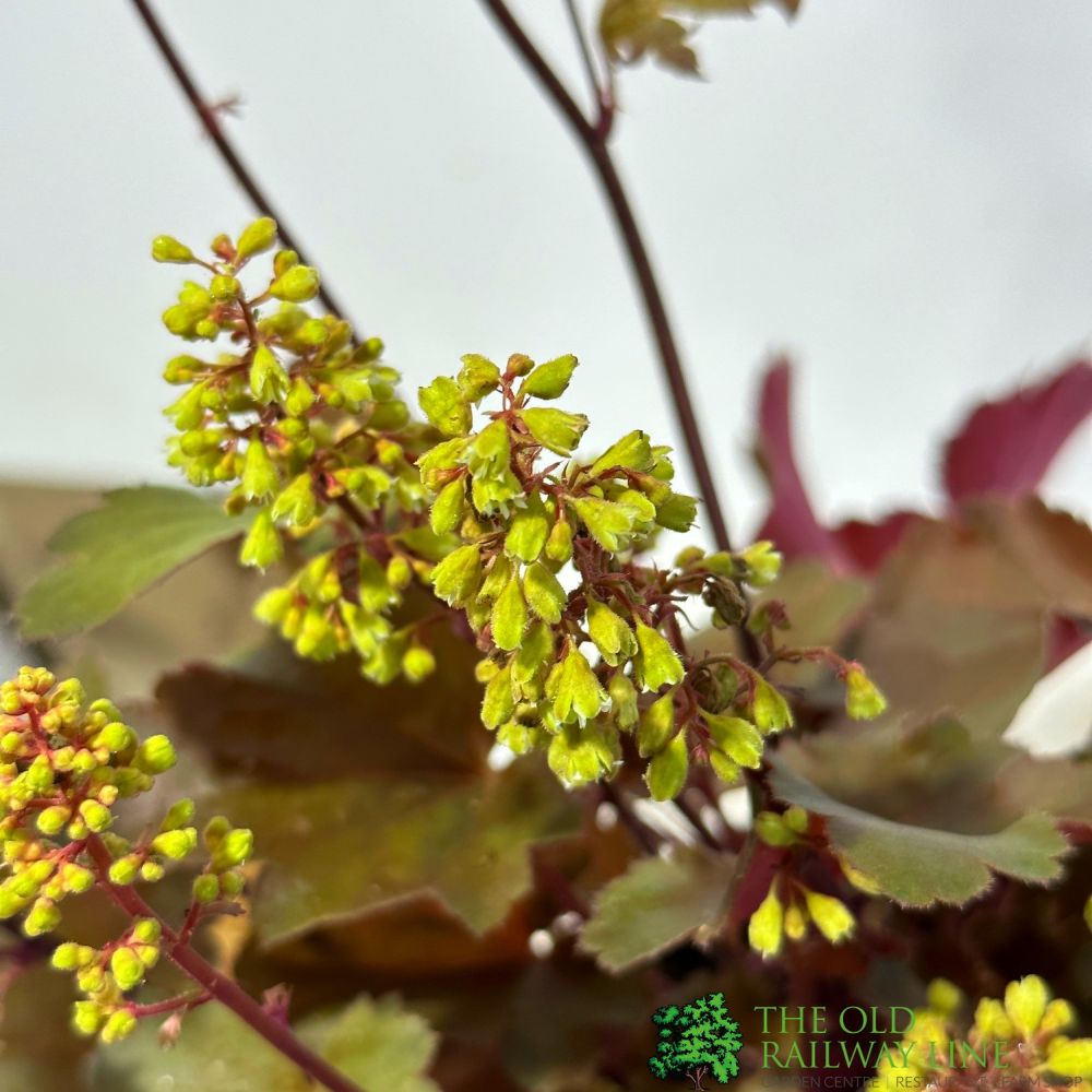 Heuchera 'Blondie' Little Cuties Series 1Ltr Pot