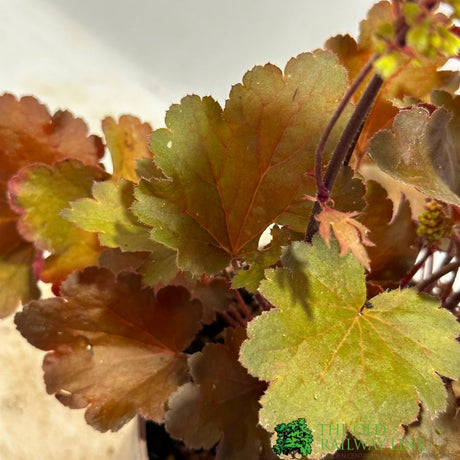Heuchera 'Blondie' Little Cuties Series 1Ltr Pot