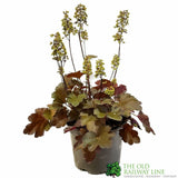 Heuchera 'Blondie' Little Cuties Series 1Ltr Pot