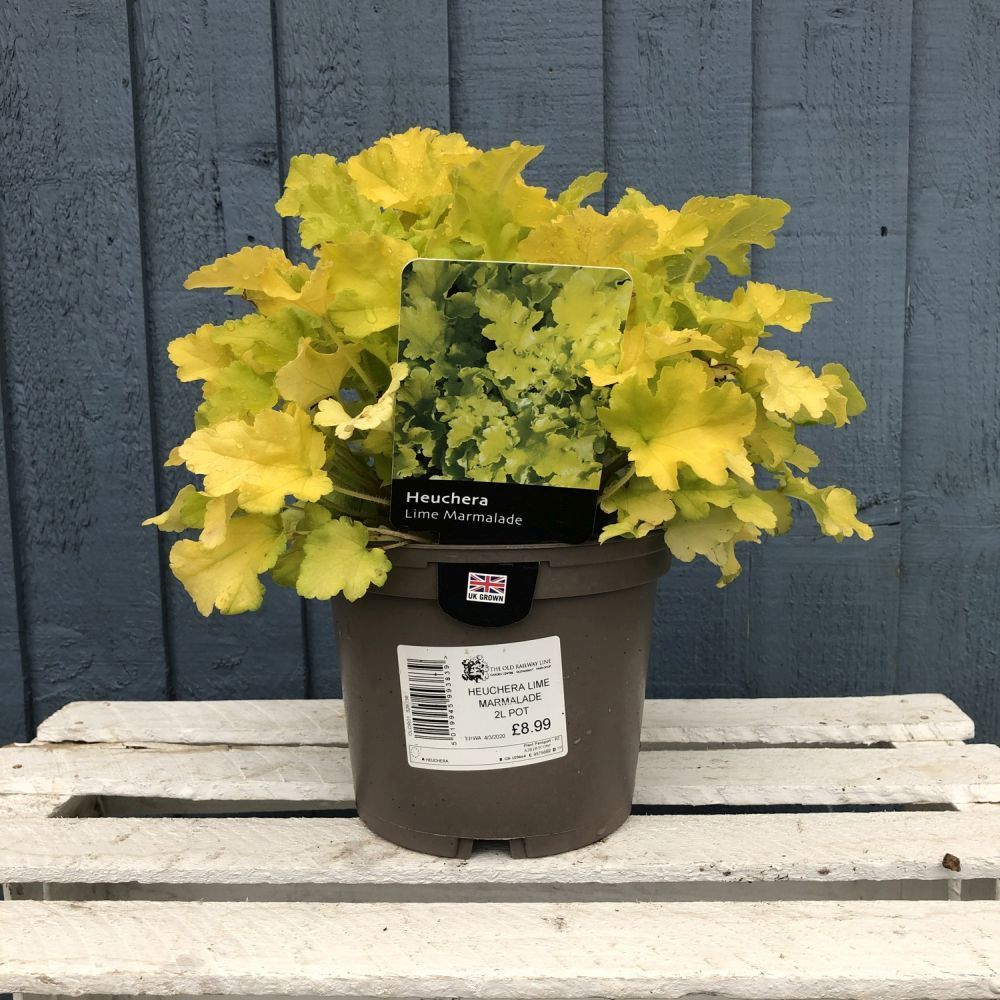 Heuchera 'Lime Marmalade' 2Ltr Pot