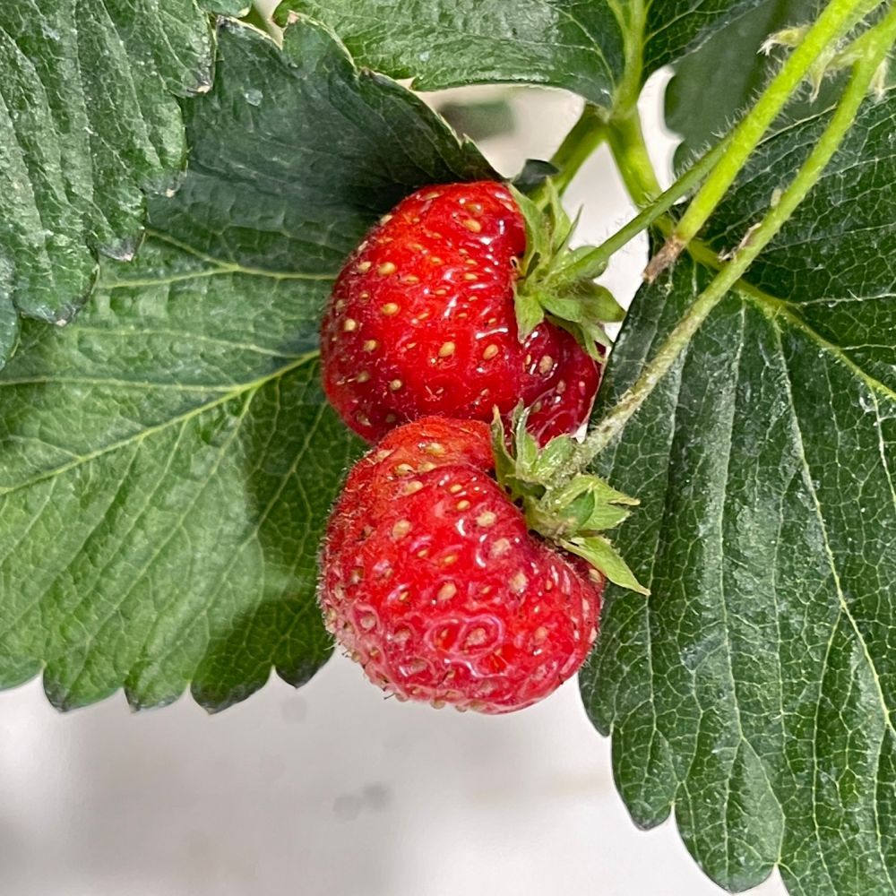 Strawberry 'Delizz' Plant 1.5 Ltr Pot