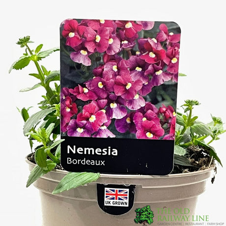 Nemesia 'Bordeaux' Plant 1 Ltr Pot