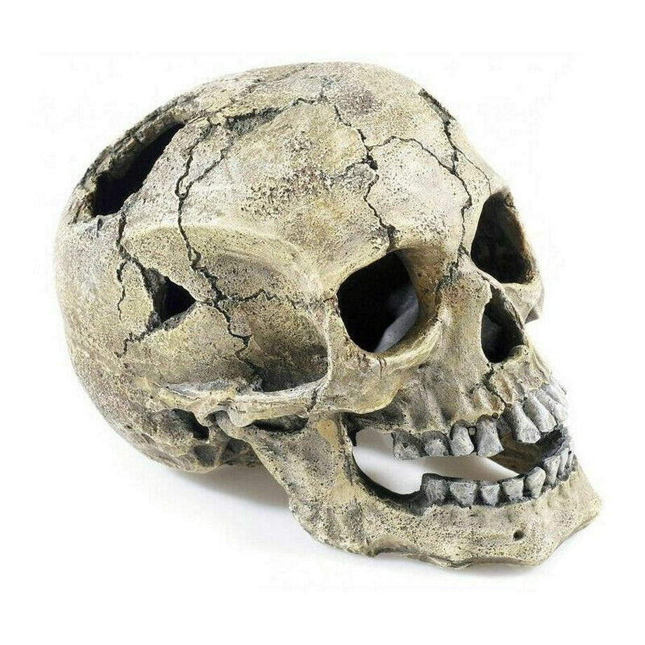 Skull store aquarium decoration