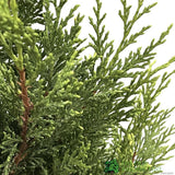 Cupressus 'Goldcrest' Topiary Spiral 80cm Tall (IT)