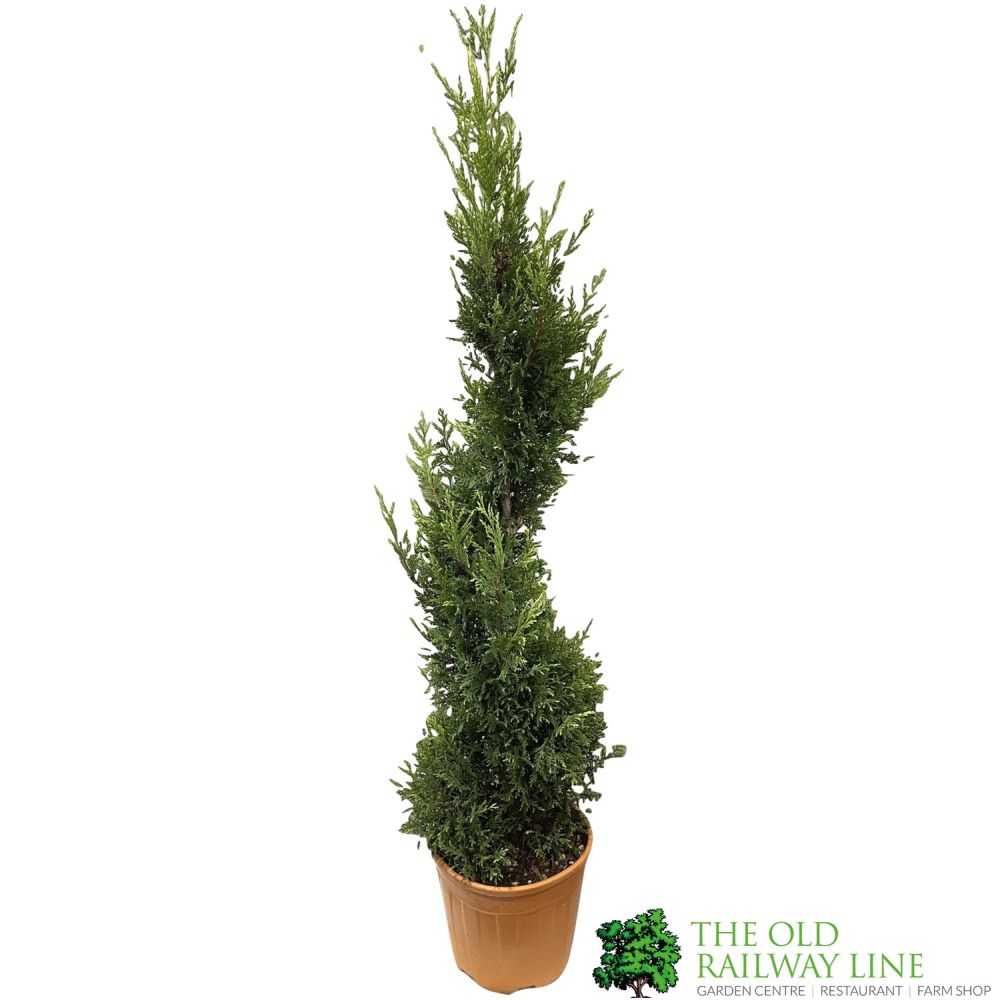 Cupressus 'Goldcrest' Topiary Spiral 80cm Tall (IT)