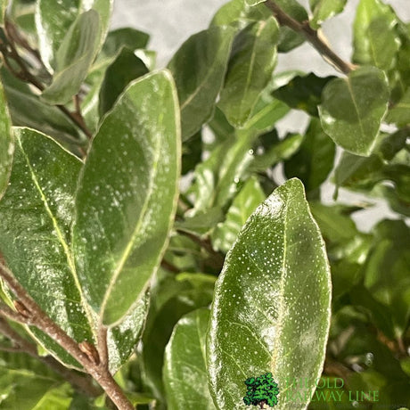 Elaeagnus x Ebbingei Oleaster Plant 80cm Tall (IT)