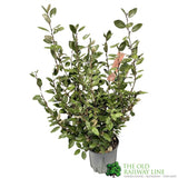 Elaeagnus x Ebbingei Oleaster Plant 80cm Tall (IT)