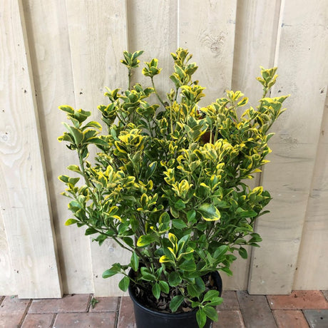 Euonymus japonicus 'Aureus' 10Ltr Pot