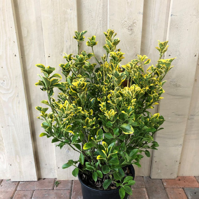 Euonymus japonicus 'Aureus' 10Ltr Pot