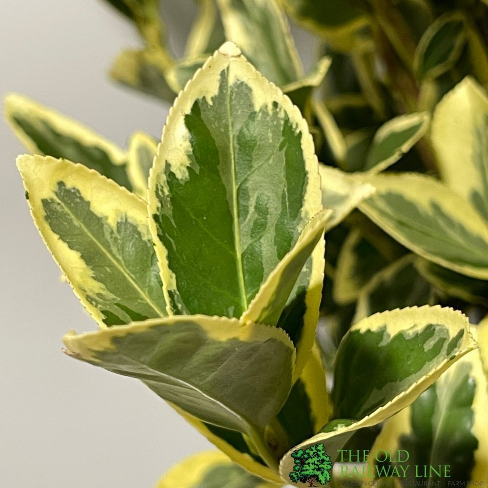 Euonymus Japonicus 'Bravo' Bush Plant - 10Ltr Pot