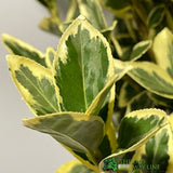 Euonymus Japonicus 'Bravo' Bush Plant - 10Ltr Pot