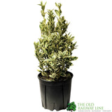 Euonymus Japonicus 'Bravo' Bush Plant - 10Ltr Pot