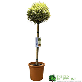 Euonymus Japonicus 'Bravo' Half-Standard Topiary 140cm Tall