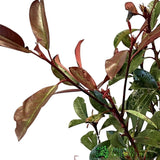 Photinia Fraseri 'Red Robin' Plant 80cm Tall (IT)