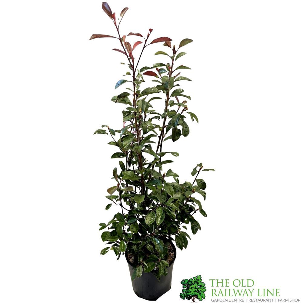 Photinia Fraseri 'Red Robin' Plant 80cm Tall (IT)