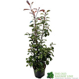 Photinia Fraseri 'Red Robin' Plant 80cm Tall (IT)