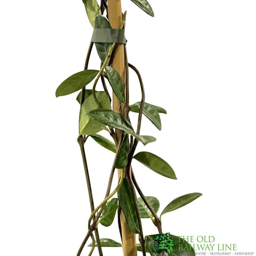 Trachelospermum Jasminoides Climber 1.75m Tall