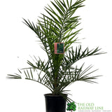 Phoenix canariensis Canary Island Date Palm 3Ltr Pot
