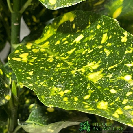 Aucuba Japonica 'Crotonifolia' Plant 40cm Tall (IT)